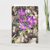 Carte d'anniversaire au crocus violet (Dos)