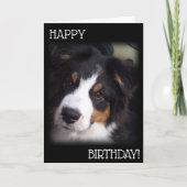 Carte d'anniversaire Aussie Chien A1 (Devant)