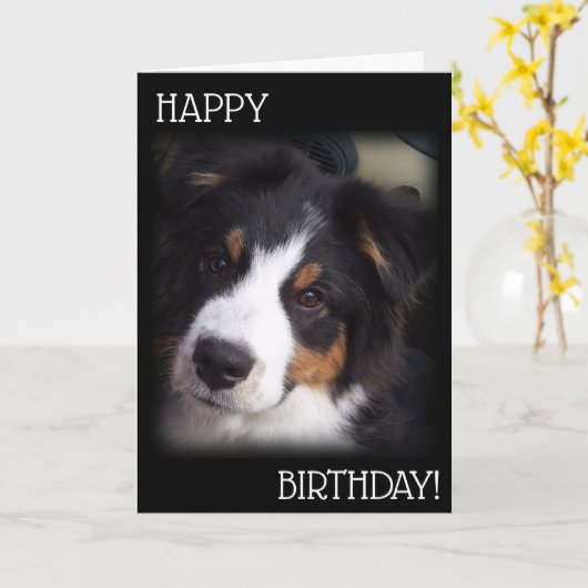 Carte d'anniversaire Aussie Chien A1 (Fleur jaune)