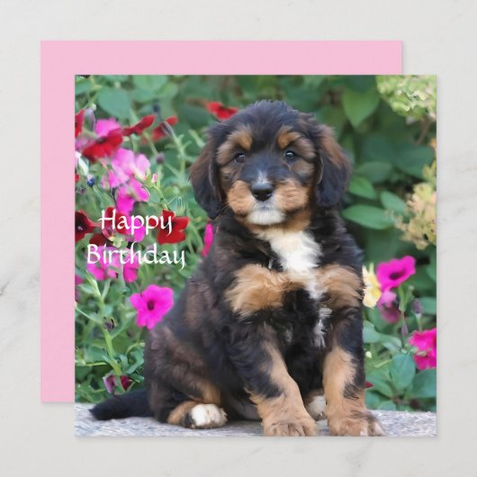 Carte d'anniversaire avec un chiot Bernedoodle dan (Devant / Derrière)
