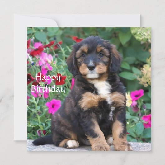 Carte d'anniversaire avec un chiot Bernedoodle dan (Devant)