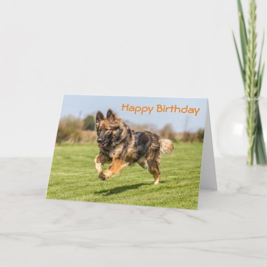 Carte d'anniversaire Berger allemand Chien (Devant)