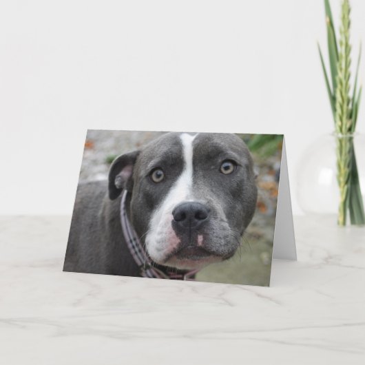 Carte d'anniversaire bleue irlandaise de chien du (Devant)