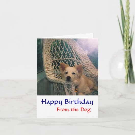 Carte d'anniversaire Border Collie (Devant)