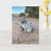 Carte d'anniversaire carlin, carte sarcastique (Fleur jaune)