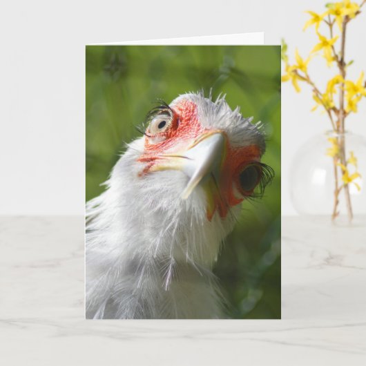 CARTE D'ANNIVERSAIRE CHICKEN FUNNY (Fleur jaune)