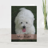 Carte d'anniversaire--Chien de coton (Devant)