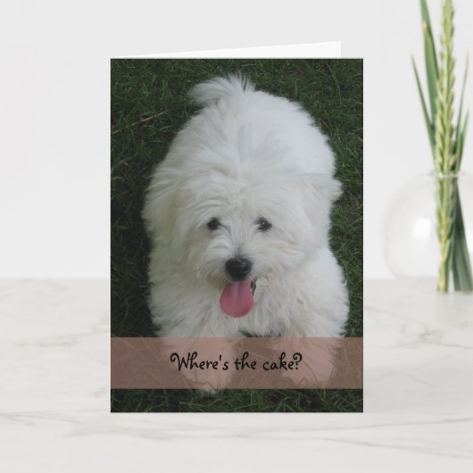Carte d'anniversaire--Chien de coton (Devant)