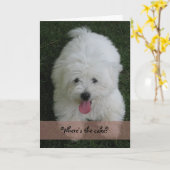 Carte d'anniversaire--Chien de coton (Fleur jaune)