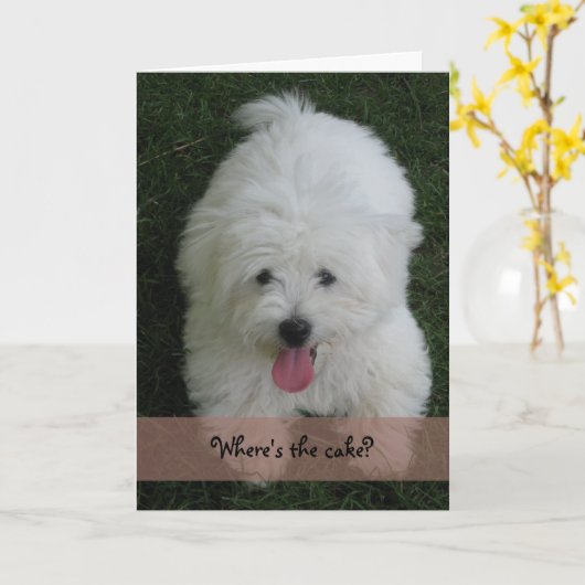 Carte d'anniversaire--Chien de coton (Fleur jaune)