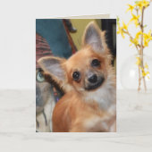 Carte d'anniversaire | Chihuahua Puppy Chi Chi Dyl (Fleur jaune)