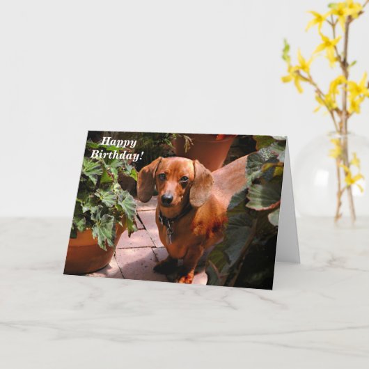 Carte d'anniversaire Dachshund (Fleur jaune)