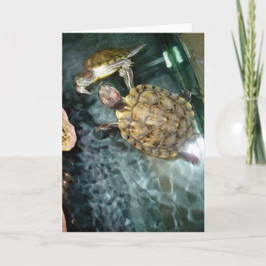 Carte d'anniversaire “Dancing Turtles” (Devant)