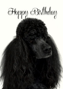 Invitations Faire Part Cartes Joyeux Anniversaire Du Chien Zazzle Be Invitations Faire Part Cartes Joyeux Anniversaire Du Chien Zazzle Be