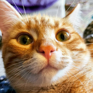 Carte d'anniversaire de chat amusant