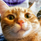 Carte d'anniversaire de chat amusant