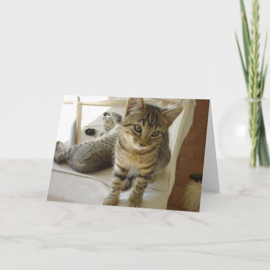 Carte d'anniversaire de chat de Bob (Devant)