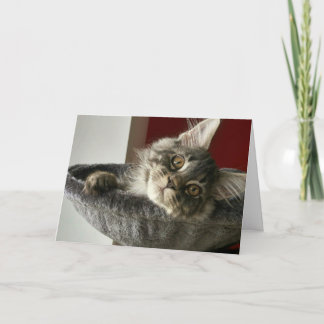 Carte d'anniversaire de chaton Maine Coon