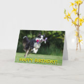 Carte d'anniversaire de chien de border collie (Fleur jaune)