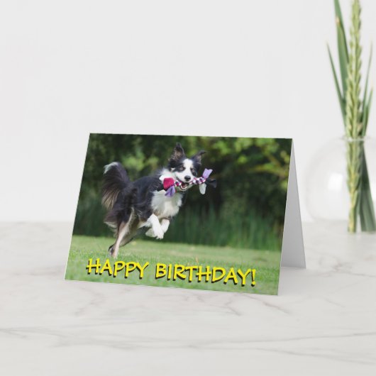 Carte d'anniversaire de chien de border collie (Devant)