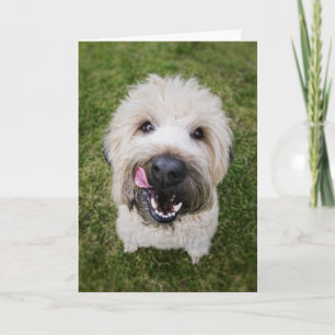 Carte d'anniversaire de chien drôle