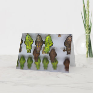 Carte d'anniversaire de Chrysalis