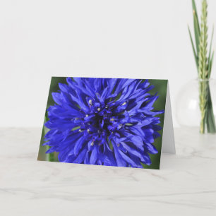 Carte d'anniversaire de Cornflower Snowcatcher
