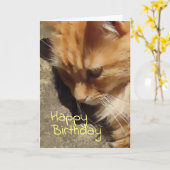 Carte d'anniversaire de Ginger cat (Fleur jaune)