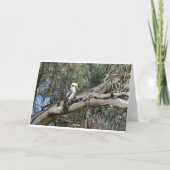 Carte d'anniversaire de Kookaburra (Dos)