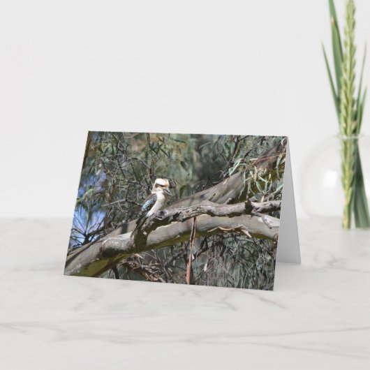 Carte d'anniversaire de Kookaburra (Devant)