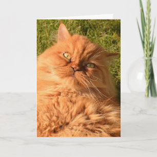 CARTE D'ANNIVERSAIRE DE LA CHATTE DE PERSIAN GINGE