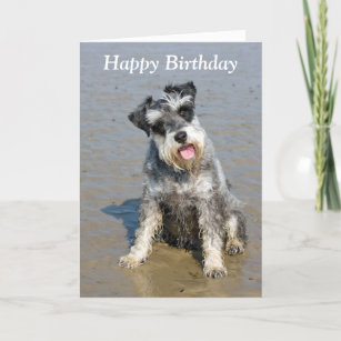 Carte d'anniversaire de la plage de chien miniatur