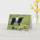 Carte d'anniversaire de la vache galloway ceinturé (Fleur jaune)