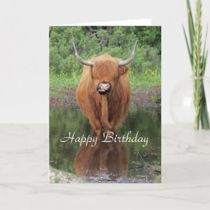Carte d'anniversaire de la vache Highland