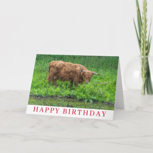 Carte d'anniversaire de la vache Highland (Devant)