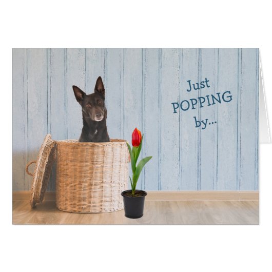 Carte d'anniversaire de l'australien Kelpie Dog Wi (Devant horizontal)