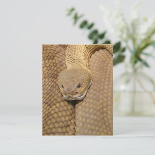 Carte d'anniversaire de serpent Joyeux serpent d'a (Debout devant)