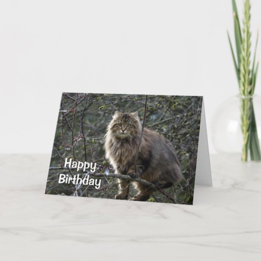 Carte d'anniversaire de Tabby Cat à Long Haired (Devant)