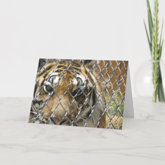 Carte d'anniversaire de tigre clôturé (h) (Devant)