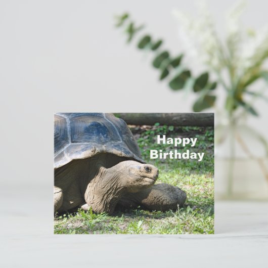 Carte d'anniversaire de tortue faunique (Debout devant)
