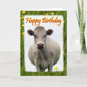 Carte d'anniversaire de vache blanche