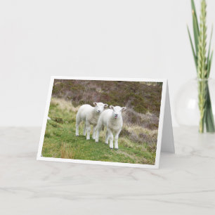 Carte d'anniversaire des agneaux