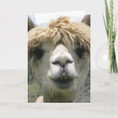 CARTE D'ANNIVERSAIRE DRÔLE D'ALPACA (Devant)