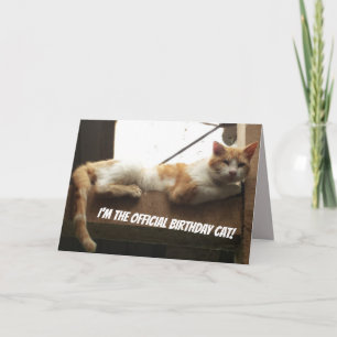 Carte d'anniversaire drôle de chat