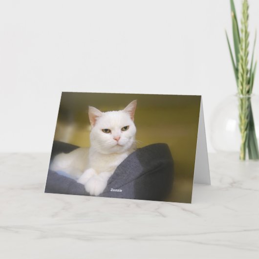 Carte d'anniversaire drôle de chat blanc (Dos)