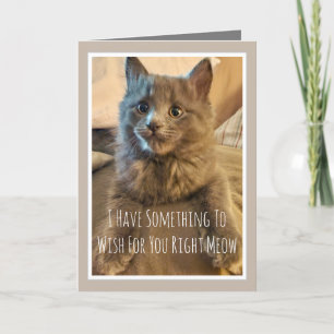 Carte d'anniversaire drôle de chaton gris De la pa
