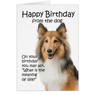Carte d'anniversaire drôle de Sheltie