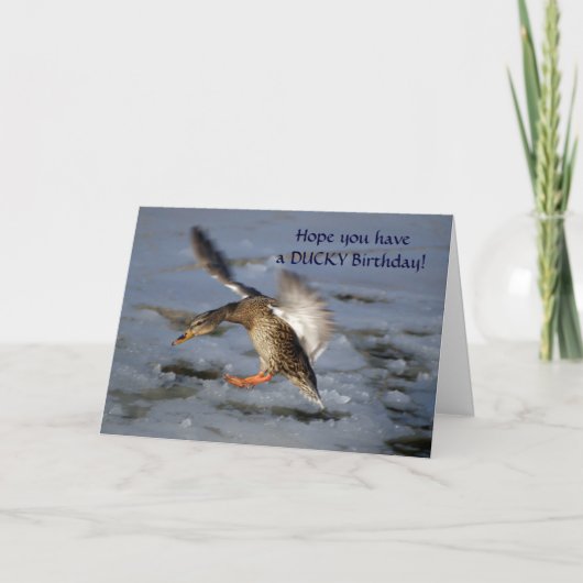 Carte d'anniversaire du canard Mallard (Devant)