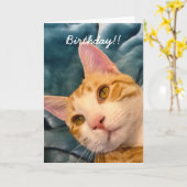 Carte d'anniversaire du chat (Fleur jaune)
