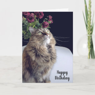 Carte d'anniversaire du chat-coon du Maine